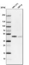 WD repeat domain phosphoinositide-interacting protein 1 antibody, HPA007493, Atlas Antibodies, Western Blot image 