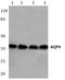 Aquaporin 4 antibody, PA5-36521, Invitrogen Antibodies, Western Blot image 