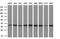 Myo-Inositol Oxygenase antibody, MA5-25175, Invitrogen Antibodies, Western Blot image 