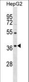 ORAI Calcium Release-Activated Calcium Modulator 3 antibody, LS-C158502, Lifespan Biosciences, Western Blot image 