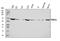 TNF Receptor Superfamily Member 1A antibody, A00294-4, Boster Biological Technology, Western Blot image 