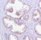 Forkhead Box A1 antibody, MA5-16364, Invitrogen Antibodies, Immunohistochemistry frozen image 