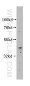 ISL LIM Homeobox 1 antibody, 15661-1-AP, Proteintech Group, Western Blot image 
