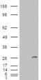 Frizzled Class Receptor 9 antibody, 45-637, ProSci, Immunohistochemistry frozen image 