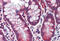Caspase 8 antibody, MBS243891, MyBioSource, Immunohistochemistry frozen image 