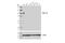 Sialic Acid Binding Ig Like Lectin 10 antibody, 41262S, Cell Signaling Technology, Western Blot image 