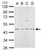 Mevalonate Diphosphate Decarboxylase antibody, LS-C186204, Lifespan Biosciences, Western Blot image 