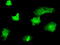 MCL1 Apoptosis Regulator, BCL2 Family Member antibody, LS-C115035, Lifespan Biosciences, Immunofluorescence image 