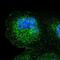 Signal Peptide Peptidase Like 3 antibody, PA5-64897, Invitrogen Antibodies, Immunofluorescence image 