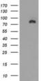 Discs Large MAGUK Scaffold Protein 3 antibody, NBP2-03428, Novus Biologicals, Western Blot image 