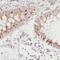 Cystatin-beta antibody, FNab02180, FineTest, Immunohistochemistry frozen image 