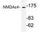 Glutamate Ionotropic Receptor NMDA Type Subunit 2D antibody, AP21181PU-N, Origene, Western Blot image 