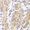 HRas Proto-Oncogene, GTPase antibody, LS-B15479, Lifespan Biosciences, Immunohistochemistry frozen image 