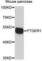 Prostaglandin E Receptor 1 antibody, A12310, ABclonal Technology, Western Blot image 