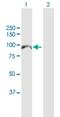 Minichromosome Maintenance 10 Replication Initiation Factor antibody, H00055388-D01P, Novus Biologicals, Western Blot image 