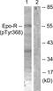 Erythropoietin Receptor antibody, PA5-38483, Invitrogen Antibodies, Western Blot image 