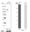 Microtubule Associated Protein 6 antibody, NBP2-14221, Novus Biologicals, Western Blot image 