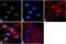 Histone Cluster 4 H4 antibody, 720085, Invitrogen Antibodies, Immunofluorescence image 