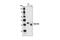 PDZ Binding Kinase antibody, 4942S, Cell Signaling Technology, Western Blot image 