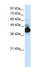 Ribonucleic Acid Export 1 antibody, orb330109, Biorbyt, Western Blot image 