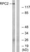 RNA Polymerase III Subunit B antibody, LS-C119918, Lifespan Biosciences, Western Blot image 