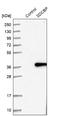 Syndecan Binding Protein antibody, NBP1-86979, Novus Biologicals, Western Blot image 