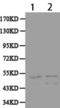 Caspase recruitment domain-containing protein 8 antibody, TA324044, Origene, Western Blot image 