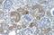 DCTP Pyrophosphatase 1 antibody, A11334, Boster Biological Technology, Immunohistochemistry frozen image 