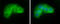 Villin 1 antibody, GTX133791, GeneTex, Immunocytochemistry image 