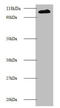 E3 ubiquitin-protein ligase MIB1 antibody, A54177-100, Epigentek, Western Blot image 