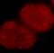 Histone Cluster 2 H3 Family Member D antibody, FNab03890, FineTest, Immunofluorescence image 
