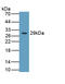 Integrin Subunit Beta 6 antibody, LS-C663713, Lifespan Biosciences, Western Blot image 