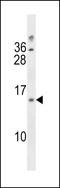 LIM Zinc Finger Domain Containing 3 antibody, LS-C160050, Lifespan Biosciences, Western Blot image 