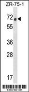 REST Corepressor 1 antibody, 58-880, ProSci, Western Blot image 