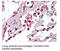 Toll Like Receptor 8 antibody, MBS194450, MyBioSource, Immunohistochemistry paraffin image 