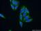 Rho GTPase Activating Protein 9 antibody, 15665-1-AP, Proteintech Group, Immunofluorescence image 