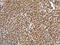 TATA-Box Binding Protein Associated Factor 15 antibody, CSB-PA054836, Cusabio, Immunohistochemistry frozen image 