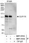 CAP-Gly Domain Containing Linker Protein 2 antibody, NBP1-78743, Novus Biologicals, Immunoprecipitation image 