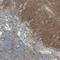 Thy-1 Cell Surface Antigen antibody, NBP2-52960, Novus Biologicals, Immunohistochemistry frozen image 