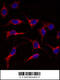 ES Cell Expressed Ras antibody, 57-927, ProSci, Immunofluorescence image 