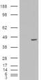 Transcription Factor EC antibody, 46-474, ProSci, Immunofluorescence image 