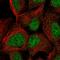 Polyamine Modulated Factor 1 antibody, HPA034583, Atlas Antibodies, Immunofluorescence image 