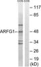 ADP Ribosylation Factor GTPase Activating Protein 1 antibody, LS-C198641, Lifespan Biosciences, Western Blot image 