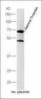 Alpha-L-Fucosidase 2 antibody, orb183783, Biorbyt, Western Blot image 