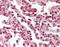 Splicing Factor 1 antibody, LS-B10255, Lifespan Biosciences, Immunohistochemistry paraffin image 
