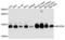 NADH:Ubiquinone Oxidoreductase Subunit S5 antibody, LS-C335144, Lifespan Biosciences, Western Blot image 