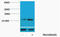 Histone Cluster 1 H2B Family Member A antibody, A09942S32, Boster Biological Technology, Western Blot image 