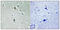 Protein Kinase C Theta antibody, A01293T538-1, Boster Biological Technology, Immunohistochemistry frozen image 