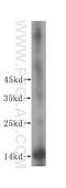 Testis Expressed 12 antibody, 17068-1-AP, Proteintech Group, Western Blot image 