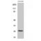 Cyclin Dependent Kinase Inhibitor 1B antibody, LS-C385292, Lifespan Biosciences, Western Blot image 